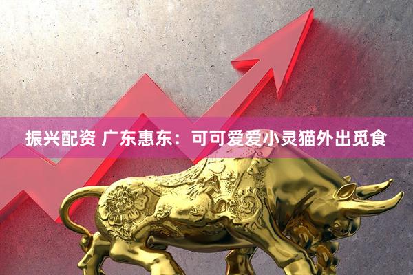 振兴配资 广东惠东：可可爱爱小灵猫外出觅食